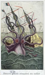 Pulpo gigante, ilustración de LHistoire Naturelle Generale et Particuliere des Mollusques por Denys-Montfort, c. 1802-03