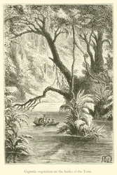 Vegetación gigantesca en las orillas del Temi (grabado)