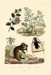 Hierba de cabra