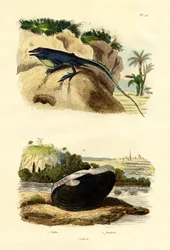 Anolis verde, 1833-39