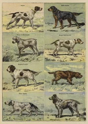 Perros de caza
