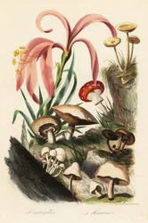 Especies de Hippeastrum, agárico de mosca, Amanita muscaria, Amanita caesarea, hongo de César, Amanita caesarea y otros hongos