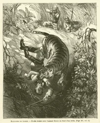 Historias de Tigres