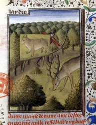Caza de ciervos con señuelo - en "Libro de Caza de Gaston Phoebus, Conde de Foix, Señor de Béarn"