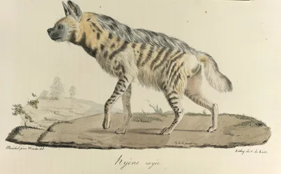 Hiena, una hiena rayada, de Historia natural de los mamíferos (litografia en color)