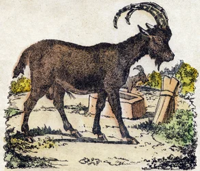 Íbice. Grabado en "Alfabeto de los animales salvajes". 9ª Serie. Imágenes de Epinal, Pellerin, impresor-editor, circa 1870. Grabados en madera, estarcidos. 16 páginas. Colección privada