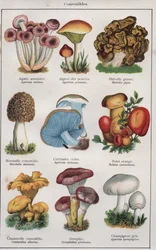 Ilustración para "traite de medecine et d
