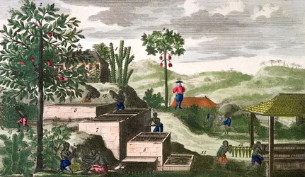 Planta del añil, ilustración de la "Histoire Generale des Antilles Habitees par les Francois Vol 2" de Jean Baptiste Du Tertre (1610-1687) publicada en 1667 (grabado coloreado) (véase también 177261)