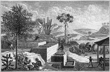 Indigotería en Senegal en el siglo XVII