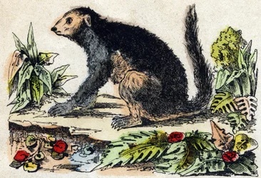 Indri (Lemuriano). Grabado en "Alphabet des animaux sauvages". 9ª Serie. Imaginería de Epinal, Pellerin, impresor-editor, circa 1870. Grabados en madera, estarcidos. 16 páginas. Dim: 20 x 15 cm. Colección privada
