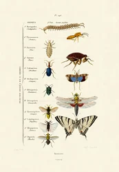 Insectos, 1833-39
