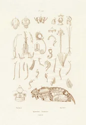 Insectos