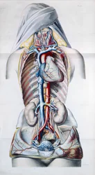 Órganos internos de una mujer, lámina de Recherches Anatomiques, Physiologiques, et Pathologiques sur le System Veineux por Gilbert Breschet (1784-1845) grabado por Engelmann, París, 1829