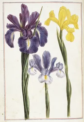 Iris, siglo XVIII