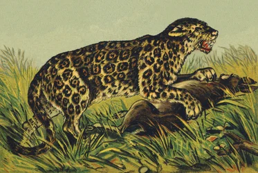 J como Jaguar