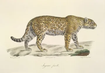 Jaguar, hembra, de Historia natural de los mamíferos (litografia en color)