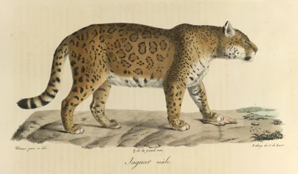 Jaguar macho. Un jaguar macho, de Historia natural de los mamíferos (litografia en color)