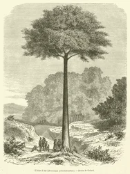 El Árbol de leche, Brosimum galactodendron