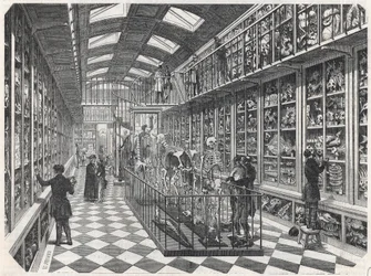 La Escuela de Medicina de París - la galería de anatomía comparada - Grabado en "Tableau-de-Paris" por Edmond Texier 1852