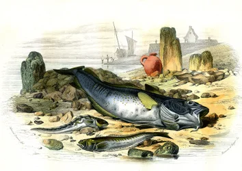 La Blennie Ovipare (Blennius viviparus), en bas la trachine vive et le gad cod - Lámina extraída de Histoire Naturelle de Bernard Germain de Lacepede (1856-1925), edición P.Furme, París.