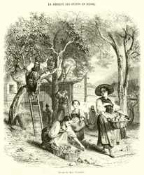 La Cosecha de Frutas en Suiza