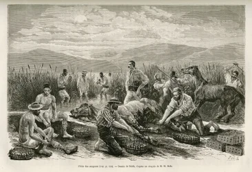 La pesca de las sanguijuelas, dibujo de Sahib, para ilustrar la historia de Henri Belle: Viaje a Grecia