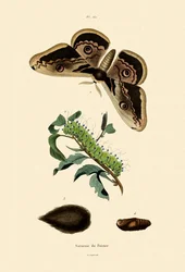 Polilla emperador grande