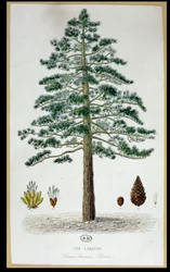Árbol de pino laricio