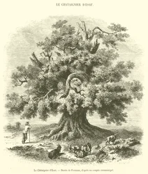 El castaño de Esaú