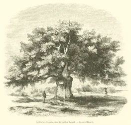 El roble de Antein, en el bosque de Senart