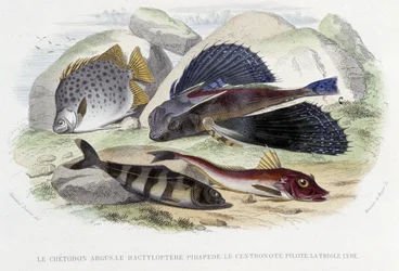 Le chétodon argus, le tyloptera pirapède, la centronote pilote, la trigle lyre - en “Histoire Naturelle” de Lacépède, ed. Furne, París