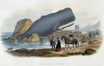 Le physale cylindrical (ballena varada) - en “Le monde de la mer” de Alfred Fredol, Hachette, París