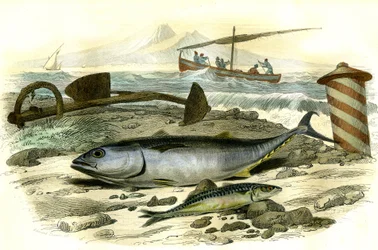 Le thon (Scomber Thynnus), le mackereau (Scomber Scombrus) - Lámina extraída de la Histoire Naturelle de Bernard Germain de Lacepede (1856-1925), edición P.Furme, París.