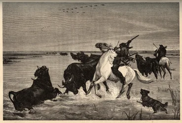 Les oxes (raza bovina) de la Camarga según la pintura de Vayson - grabado en “PATRIE” - DESCRIPCIÓN PICTÓRICA DE FRANCIA EN 6 VOLÚMENES POR LUCIEN HUARD - finales del siglo XIX