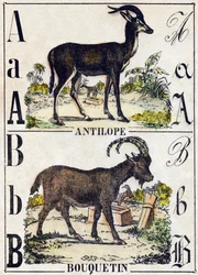 Letra A Antílope; B Íbice. Grabado en "Alfabeto de animales salvajes". 9ª Serie. Imágenes de Epinal, Pellerin, impresor-editor, circa 1870. Grabados en madera, estarcidos. 16 páginas. Dim: 20 x 15 cm. Colección privada