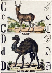 Letra C Ciervo; D Dromedario. Grabado en “Alfabeto de animales salvajes”. 9ª Serie. Imágenes de Epinal, Pellerin, impresor-editor, circa 1870. Colección privada.