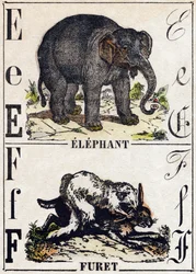 Letra E Elefante; F Hurón. Grabado en “Alfabeto de animales salvajes”. 9ª Serie. Imágenes de Epinal, Pellerin, impresor-editor, circa 1870. Colección privada.