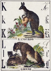 Letra K L; K Canguro; L Leona. Grabado en "Alfabeto de animales salvajes". 9ª Serie. Imágenes de Epinal, Pellerin, impresor-editor, circa 1870. Grabados en madera, estarcidos. 16 páginas. Dim: 20 x 15 cm. Colección privada