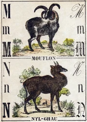 Letra M Muflón; N Nyl-ghau (Nyl ghau). Grabado en "Alfabeto de los animales salvajes". 9ª Serie. Imágenes de Epinal, Pellerin, impresor-editor, circa 1870. Grabados en madera, estarcidos. 16 páginas. Dim: 20 x 15 cm. Colección privada