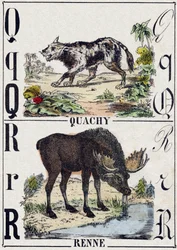 Letra Q Quachy (perro león sudamericano); R Reno. Grabado en "Alfabeto de animales salvajes". 9ª Serie. Imágenes de Epinal, Pellerin, impresor-editor, circa 1870. Grabados en madera, estarcidos. 16 páginas. Dim: 20 x 15 cm. Colección privada