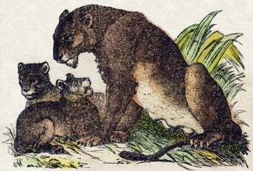 Leona. Grabado en “Alfabeto de animales salvajes”. 9ª Serie. Imágenes de Epinal, Pellerin, impresor-editor, circa 1870. Colección privada.