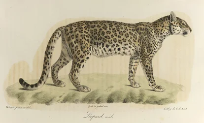 Leopardo, macho. Un leopardo macho, de 