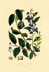 Ciruela de Loto