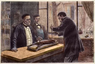 Louis Pasteur (1822-1895), químico y microbiólogo francés, experimentando con un conejo cloroformado durante su búsqueda de una cura para la rabia
