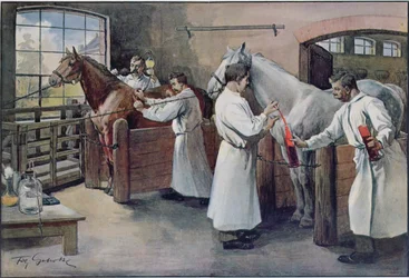 Elaboración de suero antidiftérico a partir de sangre de caballo, de Les Animaux, c.1900