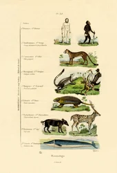 Mastozoología