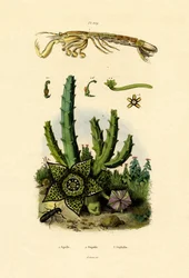 Camarón mantis