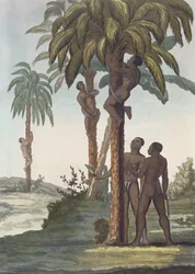 Hombres trepando árboles para manteca de karité, Senegal