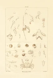 Metamorfosis
