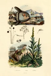 Moho